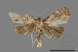 ǦW:Catocalinae sp.