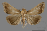 ǦW:Simplicia sp.