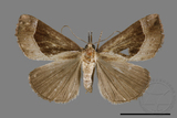 ǦW:Hypena sp.