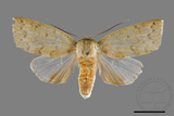 ǦW:Tympanistes sp.