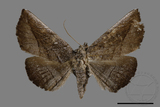 ǦW:Catocalinae sp.