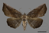 ǦW:Catocalinae sp.