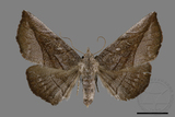 ǦW:Catocalinae sp.