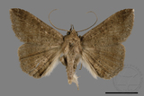 ǦW:Ericeia sp.