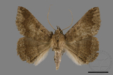 ǦW:Ericeia sp.