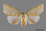 ǦW:Tympanistes sp.