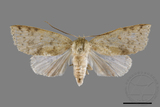 ǦW:Tympanistes sp.