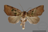 ǦW:Nolinae sp.