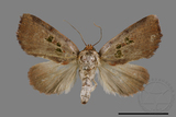 ǦW:Nolinae sp.