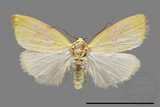 ǦW:Earias sp.