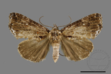 ǦW:Pilipectus taiwana