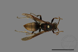 ǦW:Polistes huisunensis