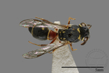 ǦW:Paraleptomenes miniatus miniatus