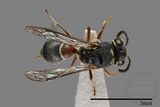 ǦW:Paraleptomenes miniatus miniatus