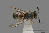 ǦW:Paraleptomenes miniatus miniatus