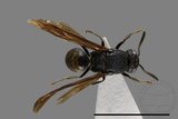 ǦW:Kennethia unifasciata