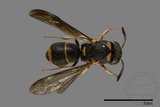 ǦW:Parancistrocerus yachowensis konkunensis