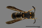 ǦW:Parancistrocerus yachowensis konkunensis