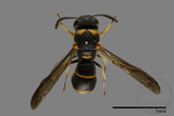 ǦW:Parancistrocerus yachowensis konkunensis