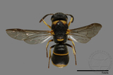 ǦW:Parancistrocerus yachowensis konkunensis