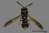 ǦW:Parancistrocerus yachowensis konkunensis