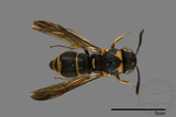 ǦW:Parancistrocerus yachowensis konkunensis