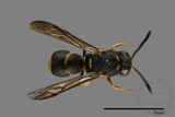 ǦW:Parancistrocerus yachowensis konkunensis