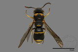 ǦW:Parancistrocerus yachowensis konkunensis