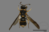 ǦW:Parancistrocerus yachowensis konkunensis