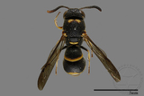 ǦW:Parancistrocerus yachowensis konkunensis