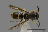 ǦW:Subancistrocerus kankauensis