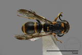 ǦW:Subancistrocerus kankauensis