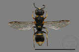 ǦW:Subancistrocerus kankauensis