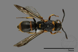 ǦW:Subancistrocerus kankauensis