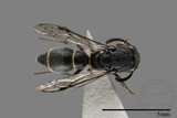 ǦW:Subancistrocerus sichelii