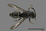 ǦW:Subancistrocerus sichelii