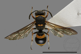 ǦW:Ancistrocerus montuosus