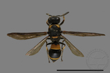 ǦW:Ancistrocerus terayamai