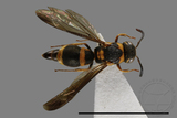 ǦW:Parancistrocerus taihorinensis