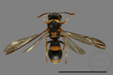 ǦW:Parancistrocerus taihorinensis