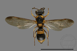 ǦW:Parancistrocerus taihorinensis