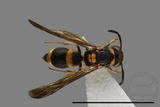 ǦW:Parancistrocerus taihorinensis