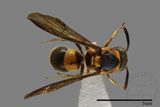 ǦW:Parancistrocerus taihorinshoensis