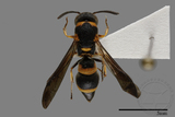 ǦW:Parancistrocerus sp.