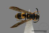 ǦW:Parancistrocerus sp.