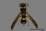 ǦW:Parancistrocerus sp.