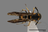 ǦW:Parancistrocerus sp.