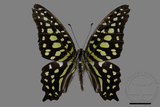 中文種名:綠斑鳳蝶