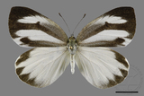 中文種名:輕海紋白蝶