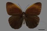 中文種名:串珠環蝶